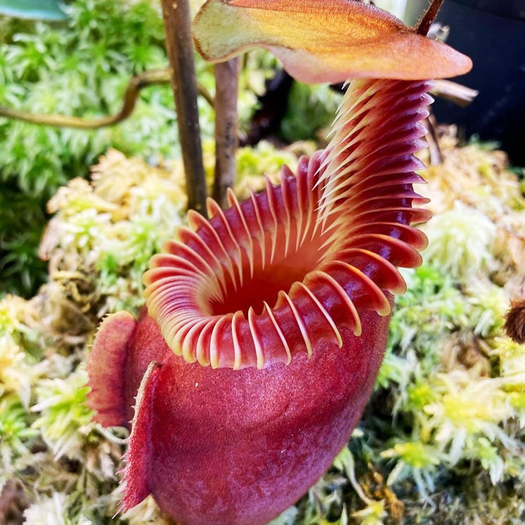 100 Rare Nepenthes Pitcher Plant Seeds Z56419