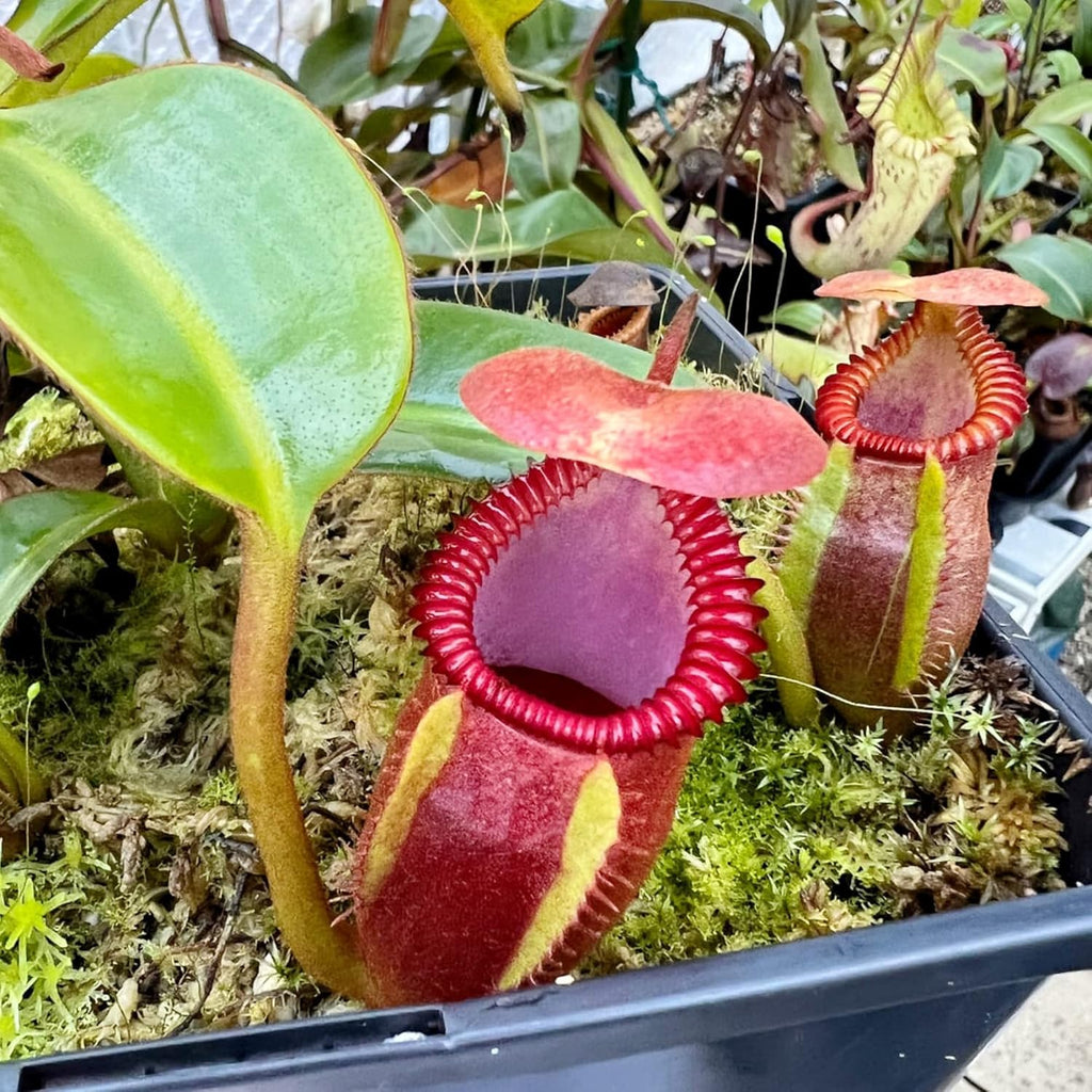 100 Rare Nepenthes Pitcher Plant Seeds Z56419