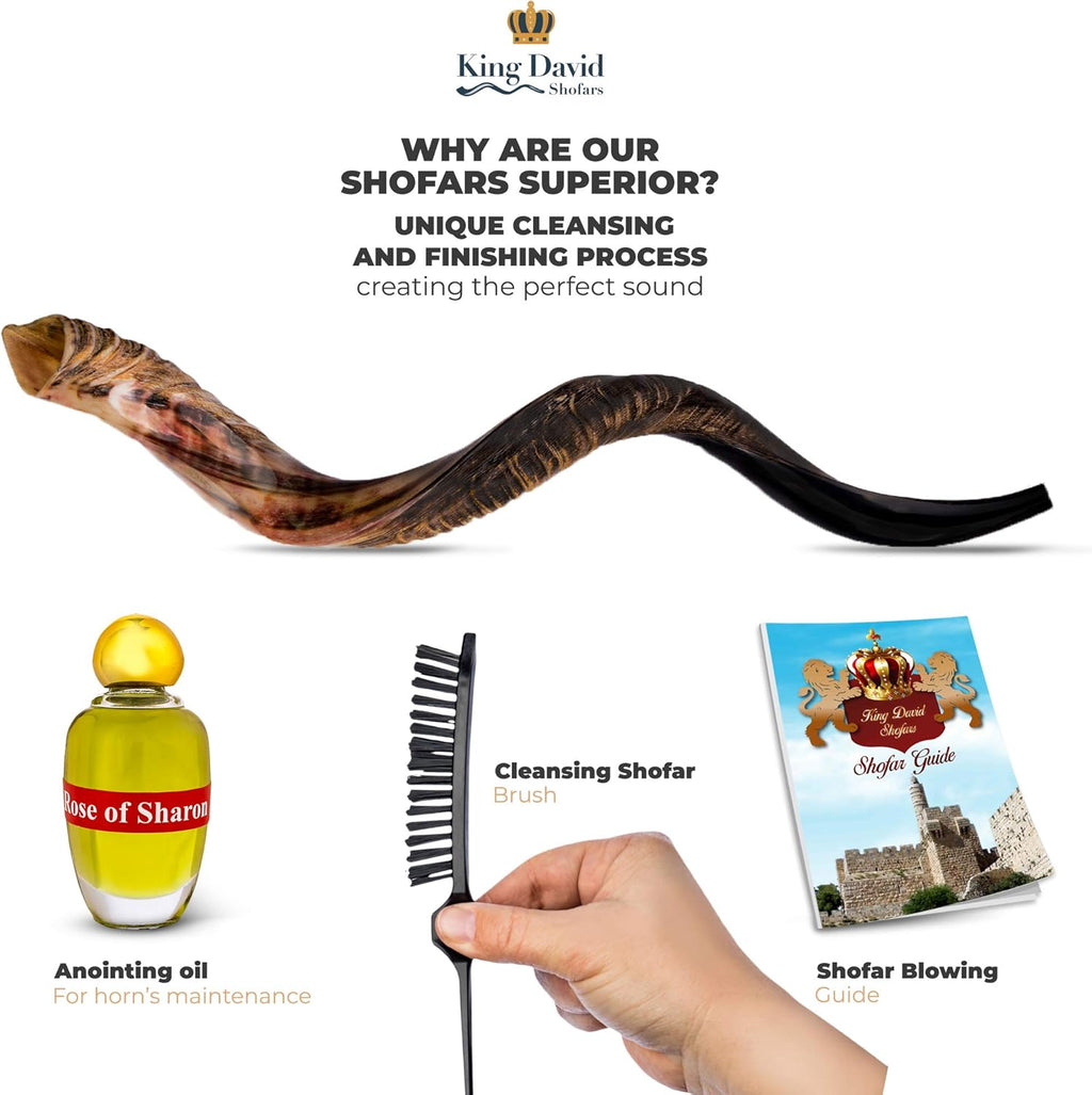 Kosher Jewish Shofar Horn Instrument, Half Polished, 43"-45" Super Jumbo N432