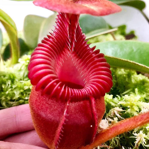 100 Rare Nepenthes Pitcher Plant Seeds Z56419