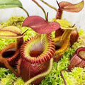 100 Rare Nepenthes Pitcher Plant Seeds Z56419